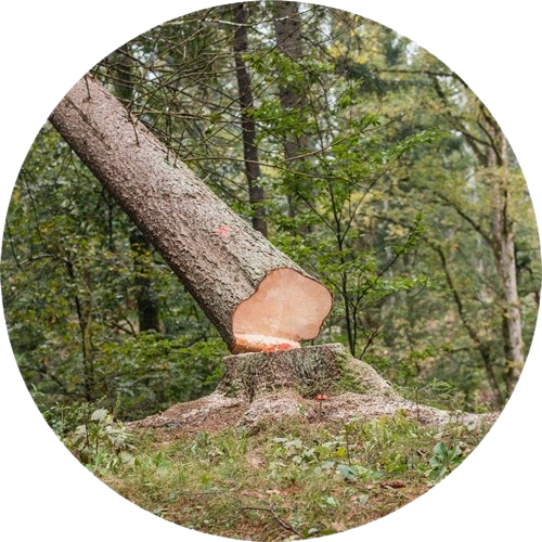 Wald- und Grünraumpflege Lukas Schliefnig aus Meggenhofen im Bezirk Grieskirchen in Oberösterreich